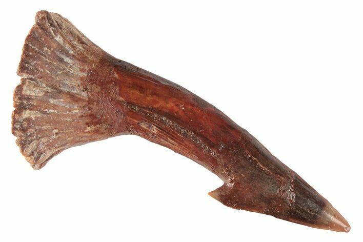 Fossil Sawfish (Onchopristis) Rostral Barb - Morocco #219891